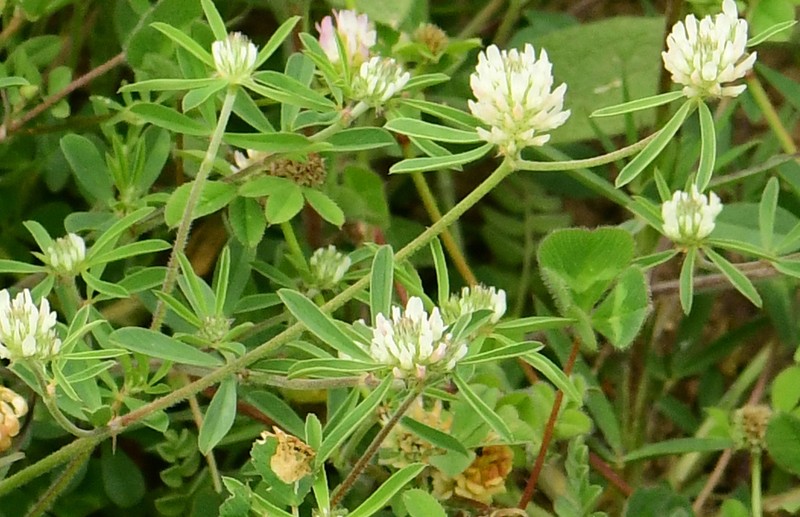 Trifolium tenuifolium photo 4