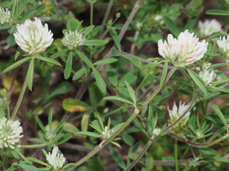 Trifolium tenuifolium photo 5