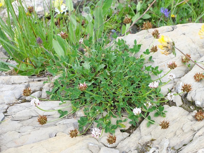 Trifolium thalii photo 2