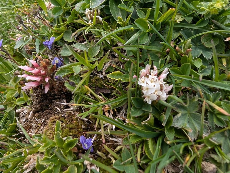 Trifolium thalii photo 3