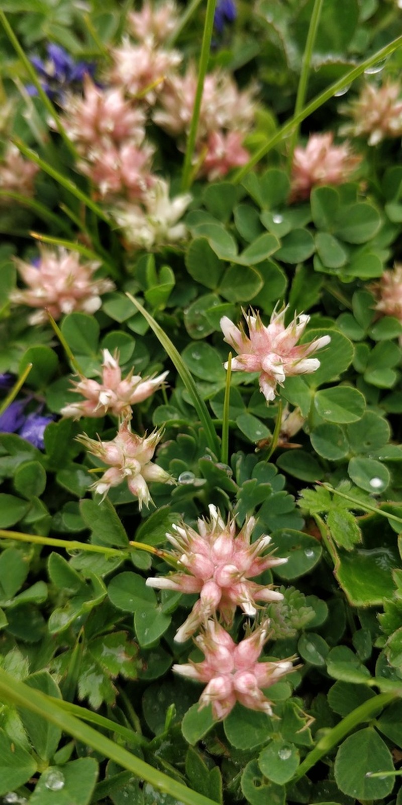 Trifolium thalii photo 4