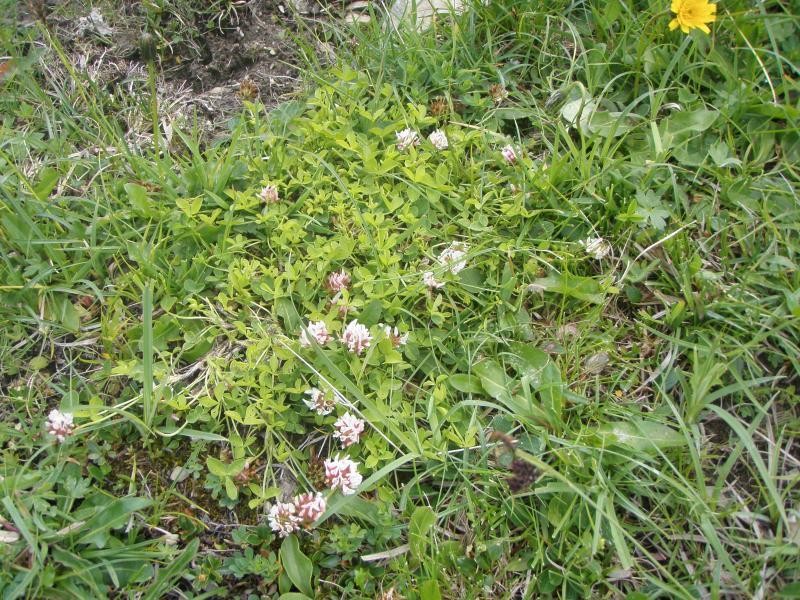 Trifolium thalii photo 5
