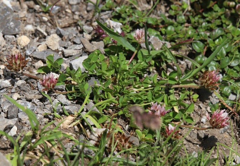 Trifolium thalii photo 6