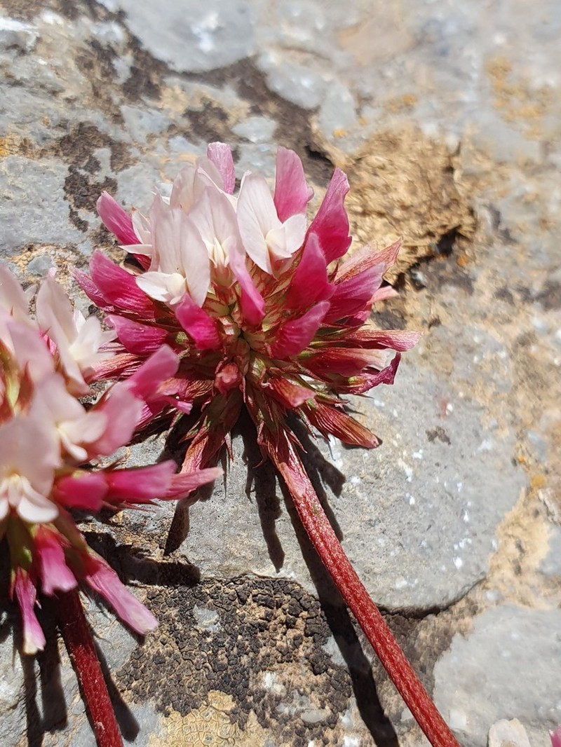 Trifolium thalii photo 7