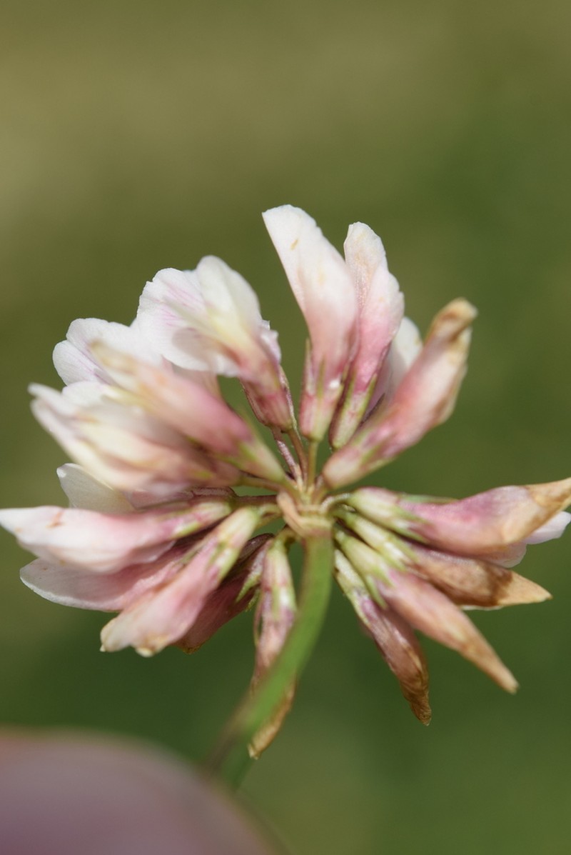 Trifolium thalii photo 8