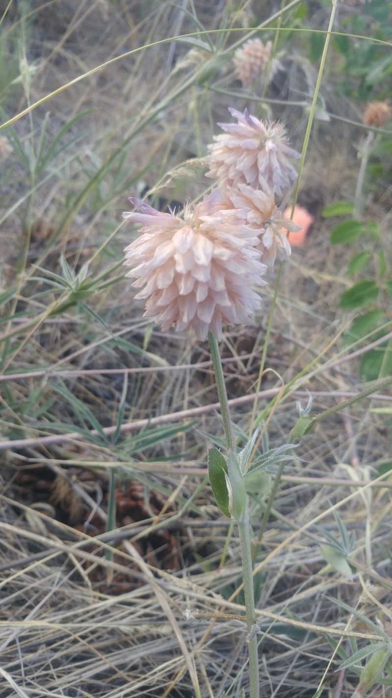 Thompson's Clover photo 2