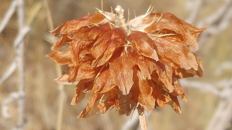 Thompson's Clover photo 3