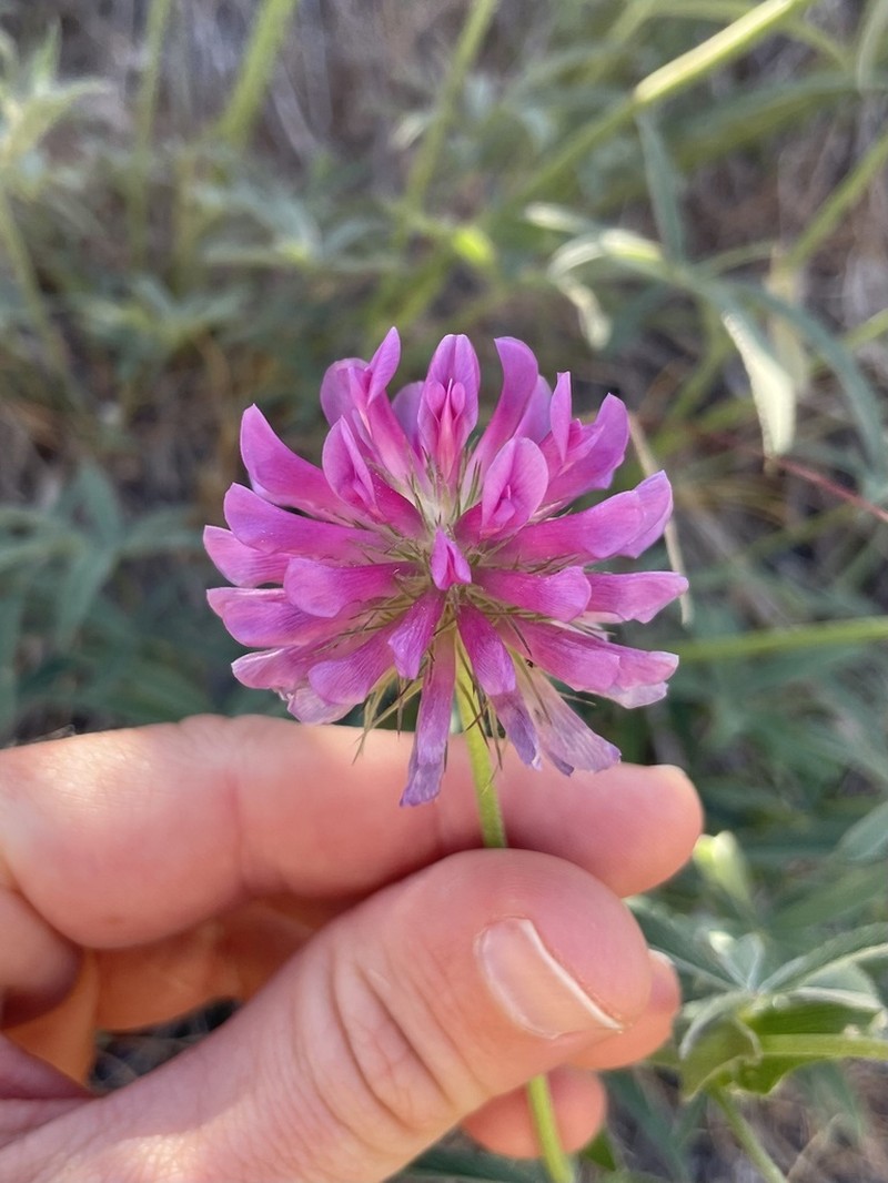 Thompson's Clover photo 4