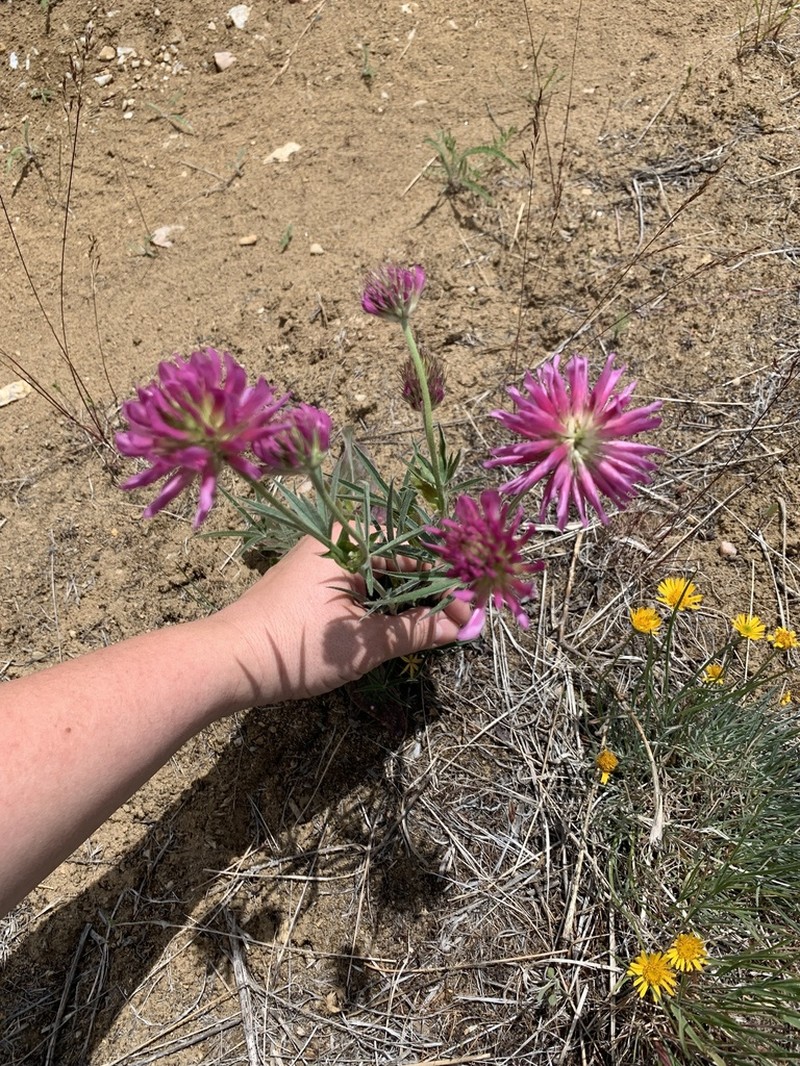 Thompson's Clover photo 5