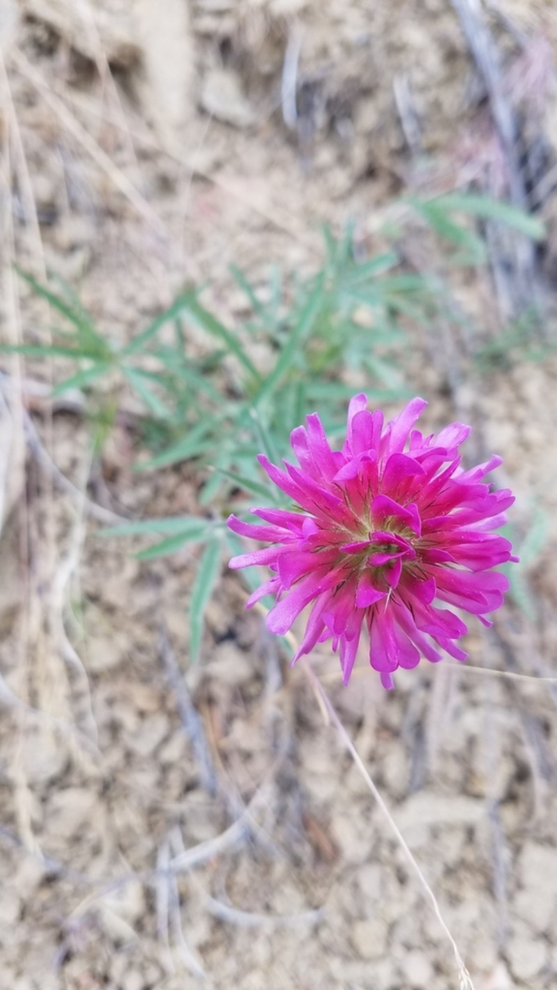 Thompson's Clover photo 6
