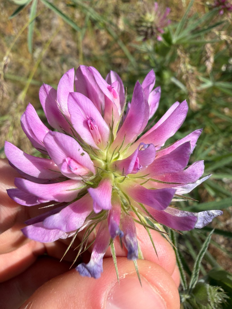 Thompson's Clover photo 7