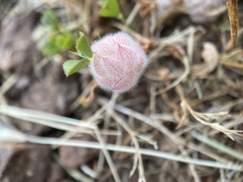 Woolly Clover photo 3