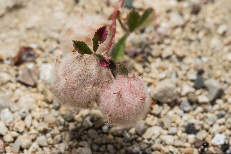 Woolly Clover photo 4