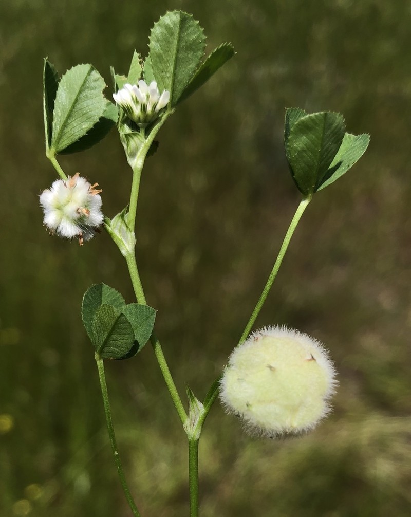 Woolly Clover photo 5