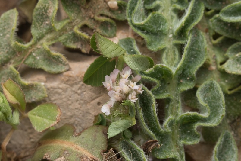 Woolly Clover photo 6