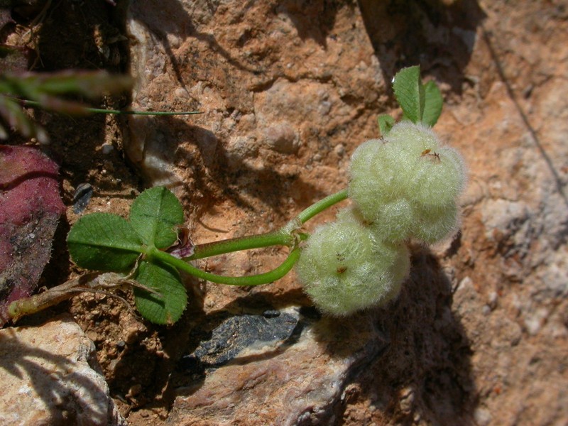 Woolly Clover photo 7