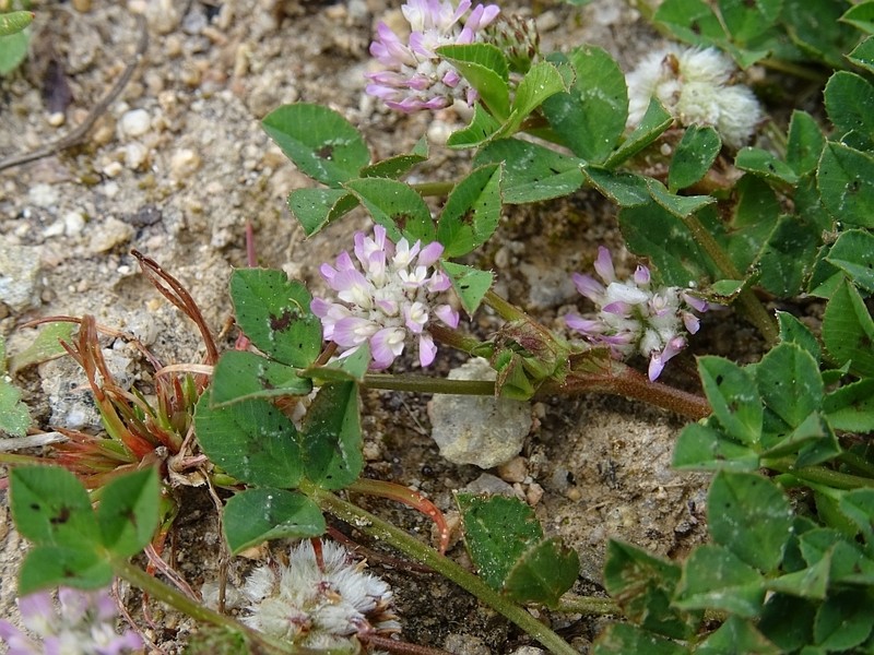 Woolly Clover photo 8