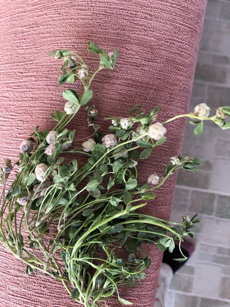 Woolly Clover photo 9