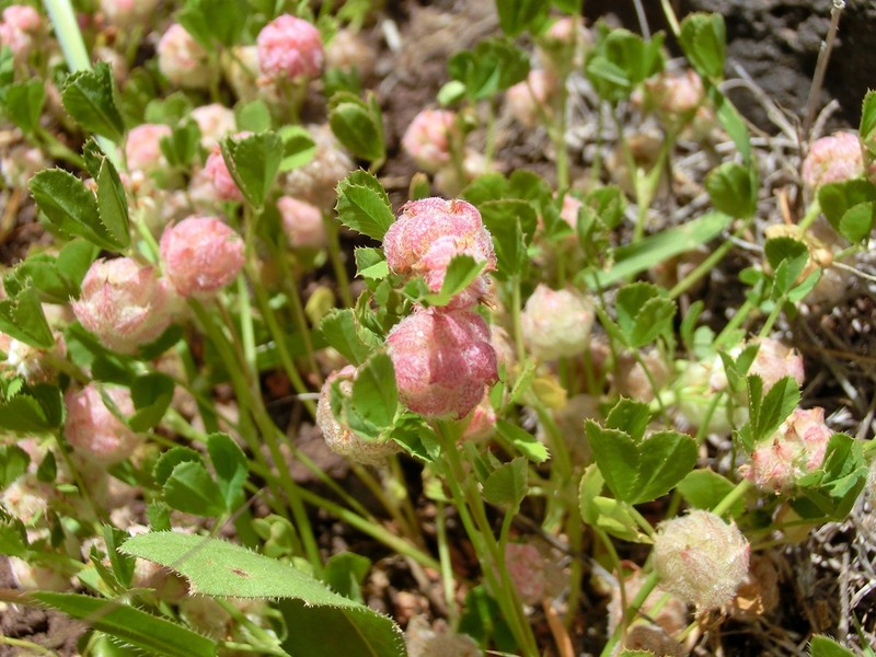 Woolly Clover photo 2
