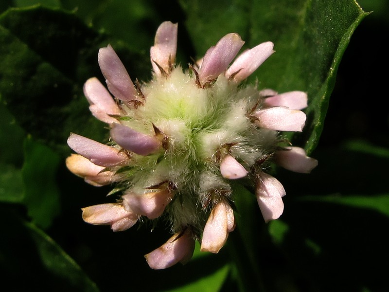 Woolly Clover