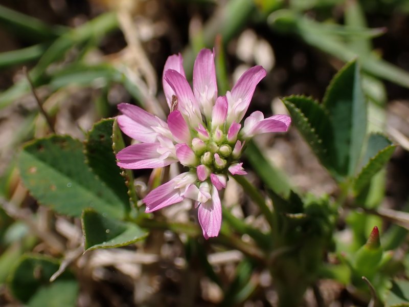 Woolly Clover photo 6
