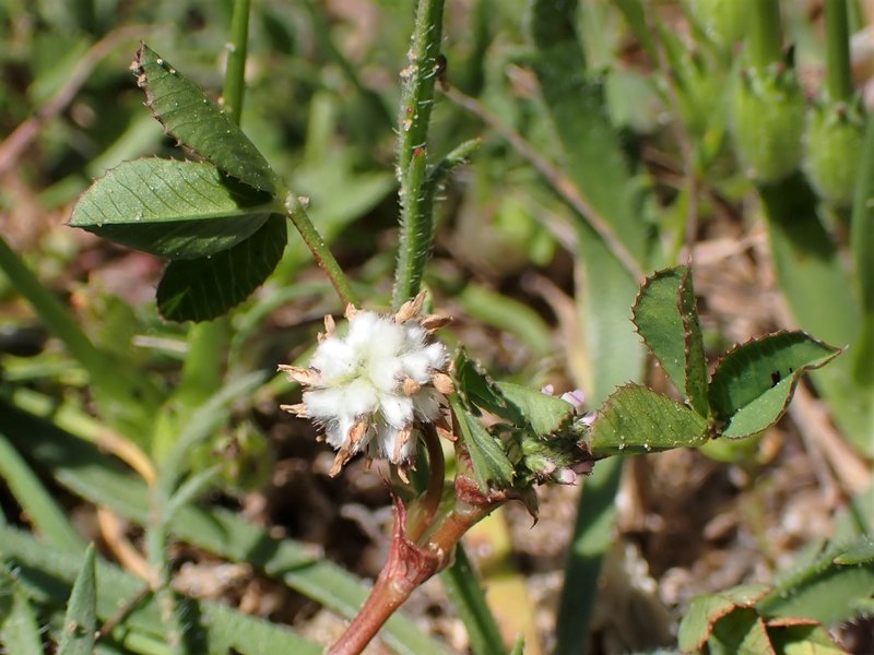 Woolly Clover photo 7