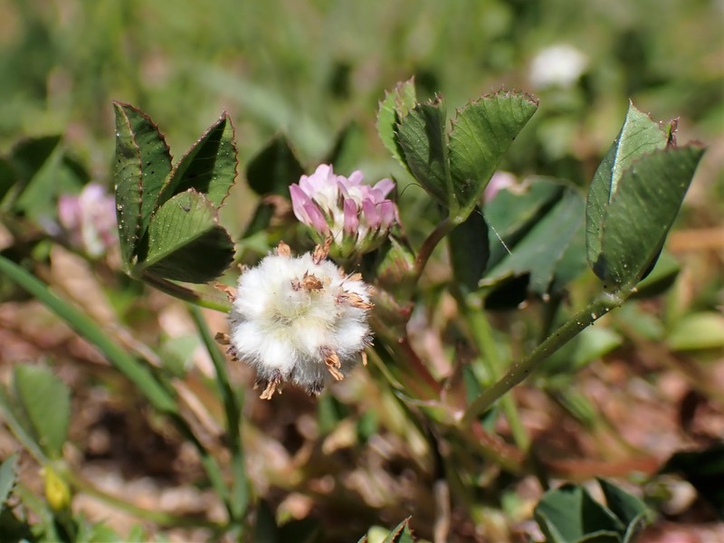 Woolly Clover photo 3