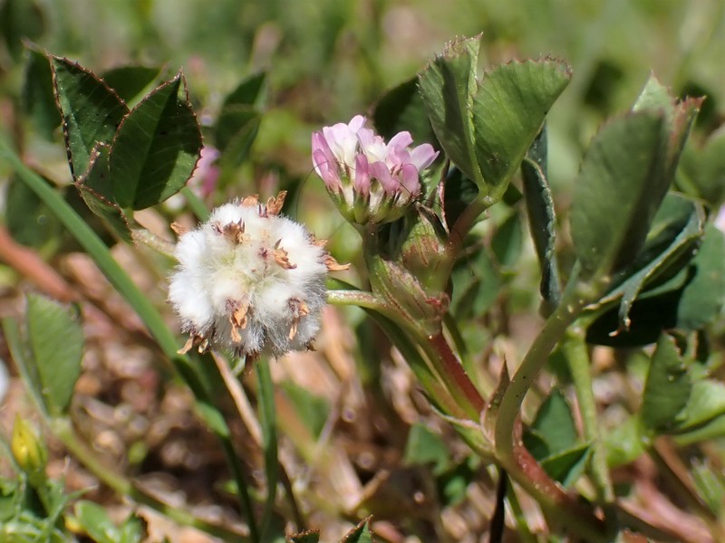 Woolly Clover photo 4