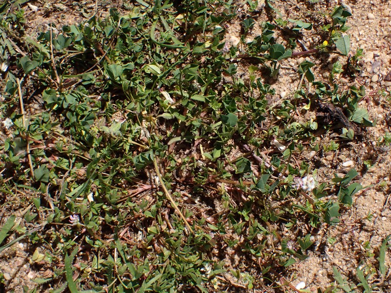 Woolly Clover photo 5