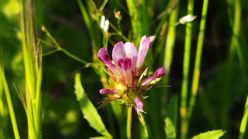 Trifolium triaristatum