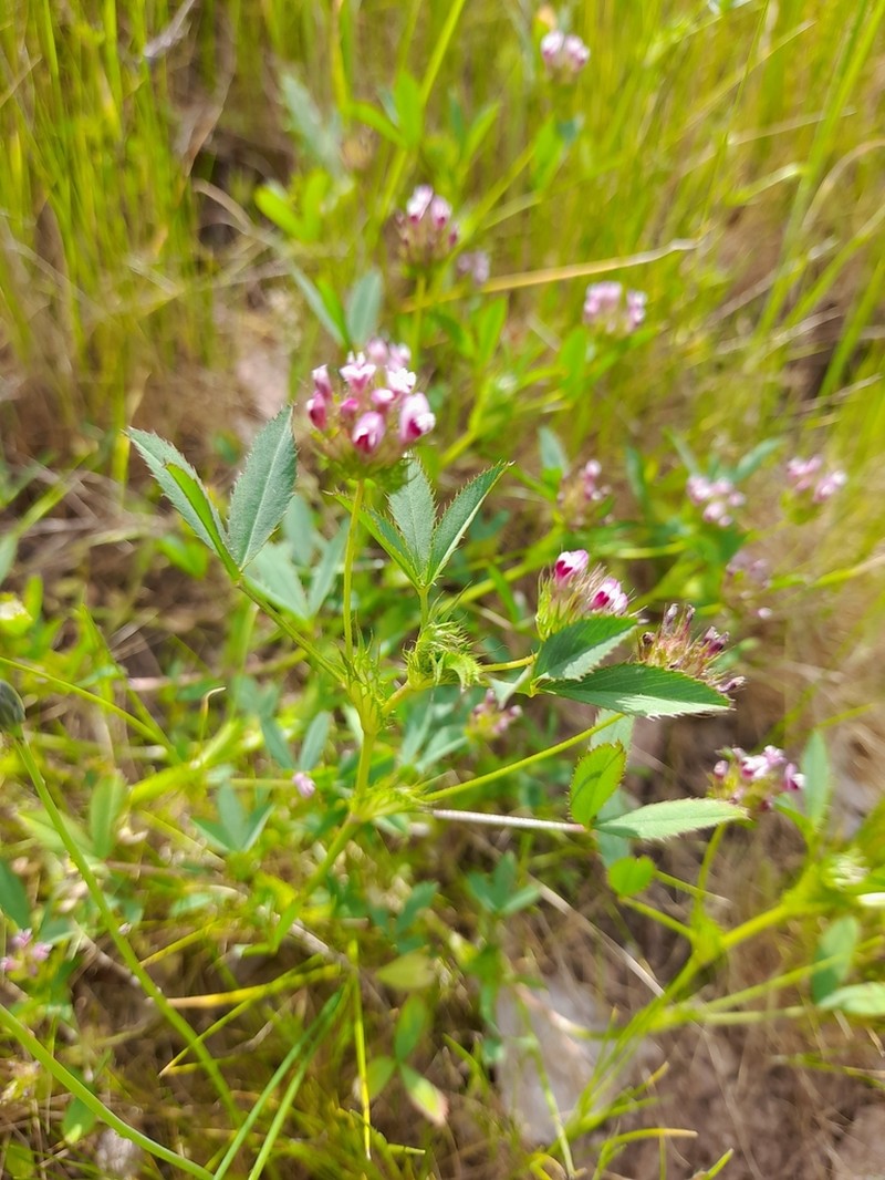 Trifolium triaristatum photo 2