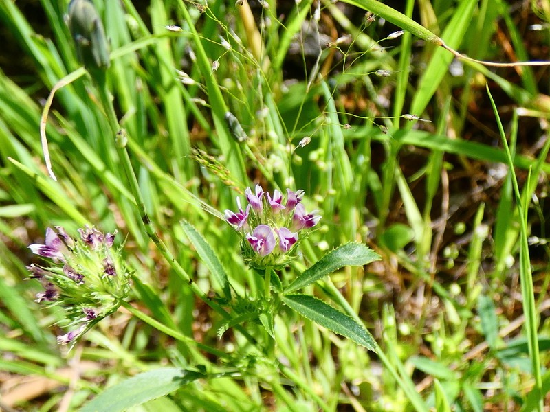 Trifolium triaristatum photo 3