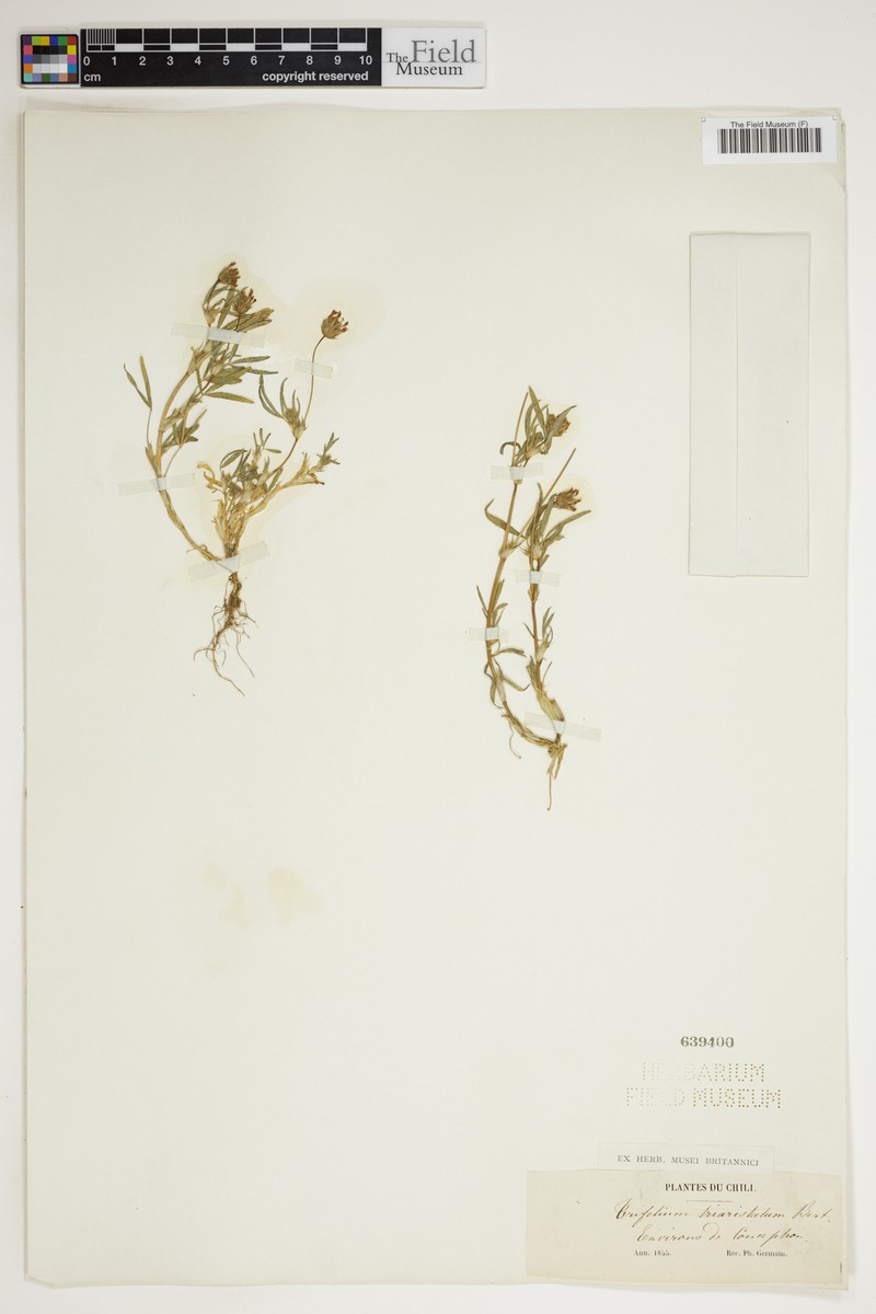 Trifolium triaristatum photo 5