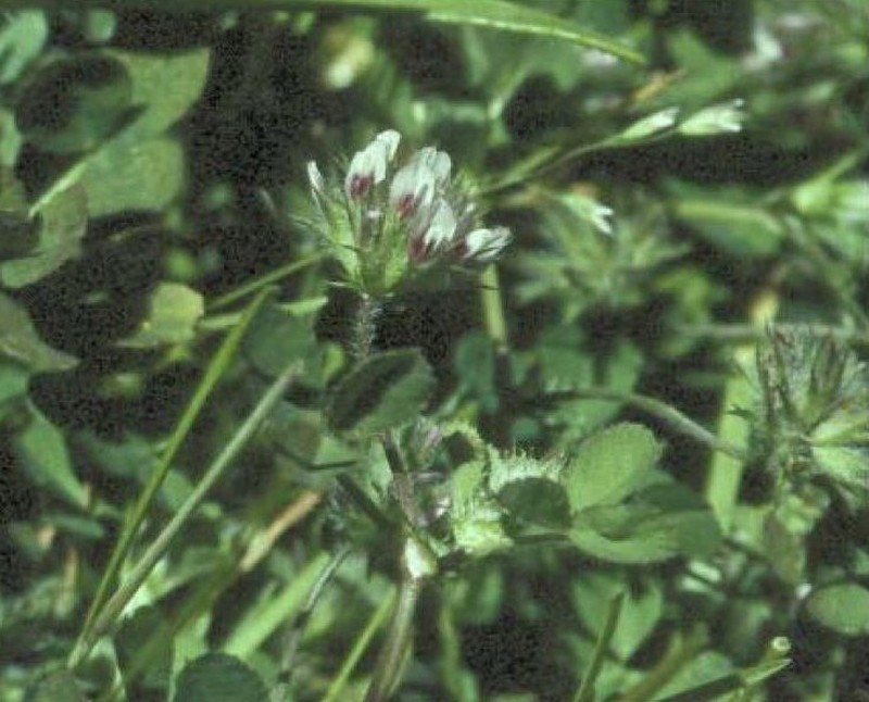 Monterey Clover