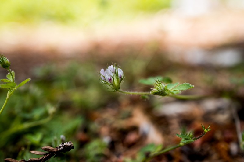 Monterey Clover photo 3