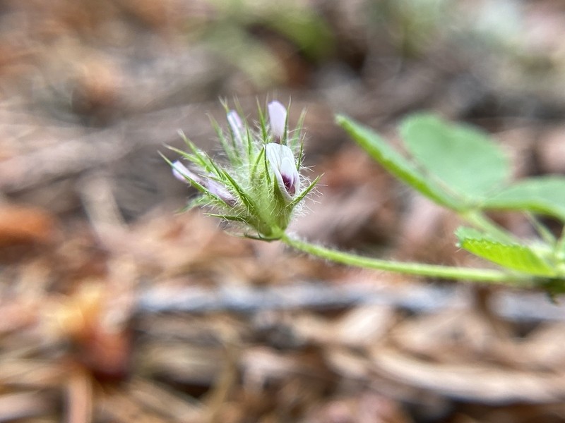 Monterey Clover photo 4