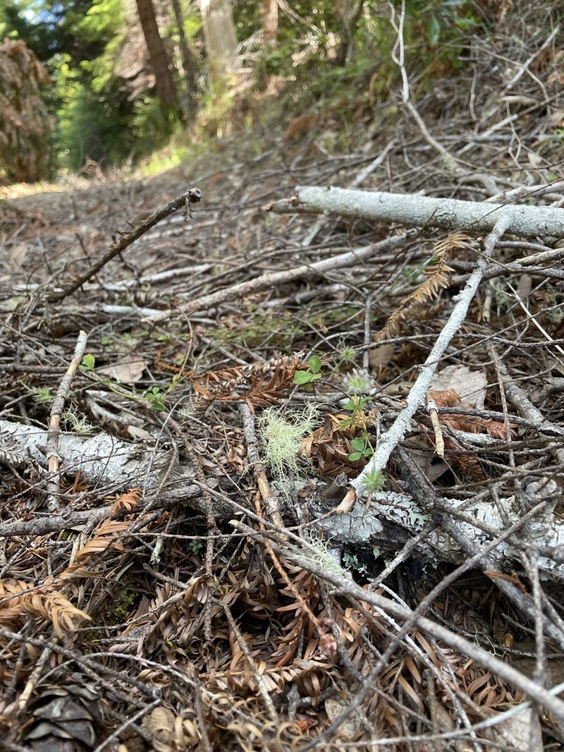 Monterey Clover photo 5