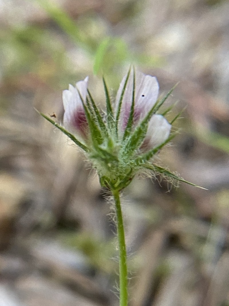 Monterey Clover photo 6