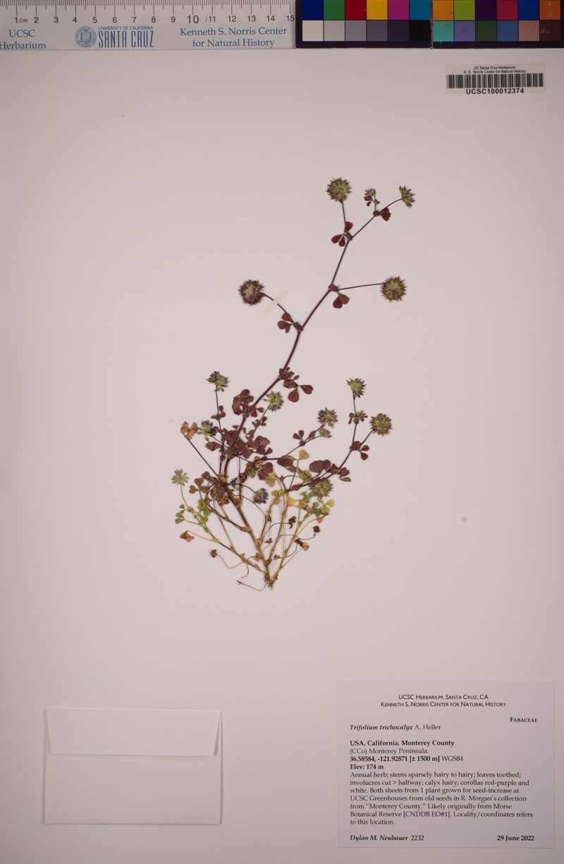 Monterey Clover photo 8