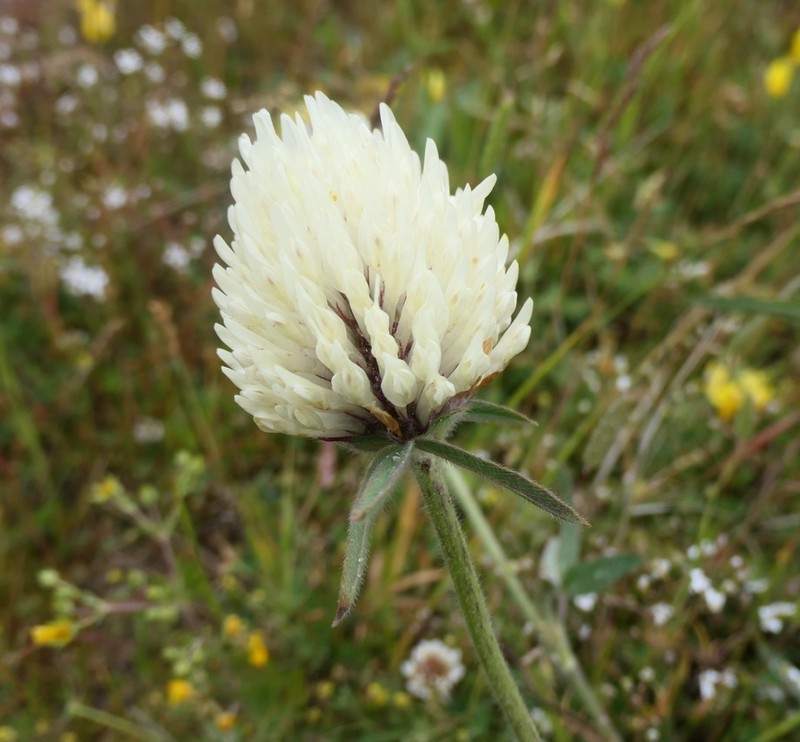 Trifolium trichocephalum