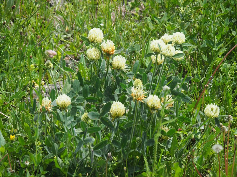 Trifolium trichocephalum photo 2