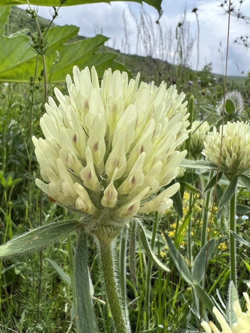 Trifolium trichocephalum photo 3