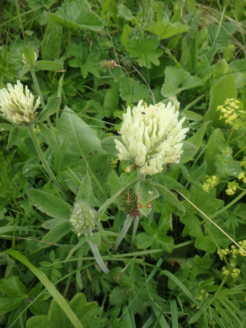 Trifolium trichocephalum photo 4