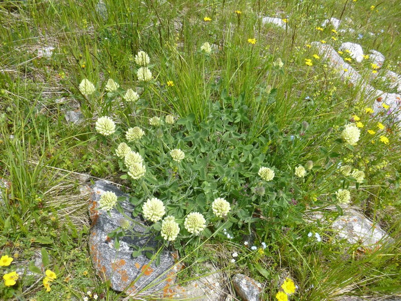Trifolium trichocephalum photo 5
