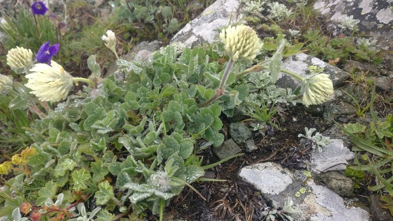 Trifolium trichocephalum photo 6