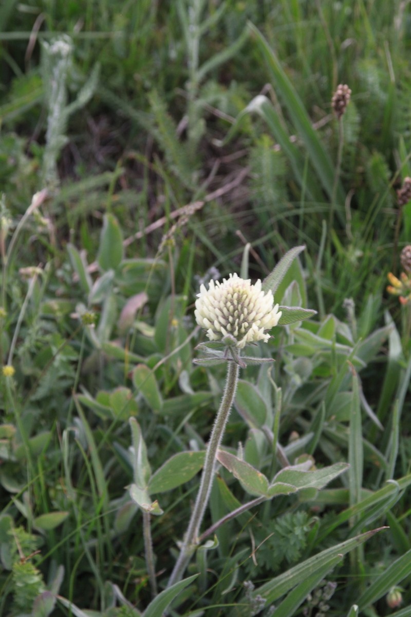 Trifolium trichocephalum photo 7