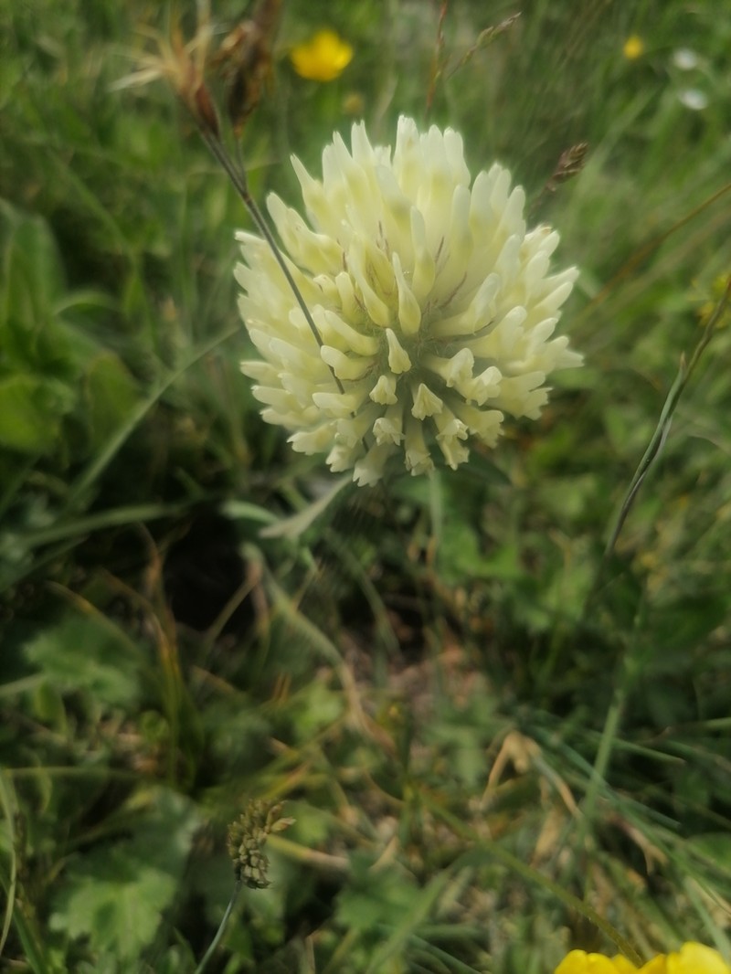 Trifolium trichocephalum photo 8