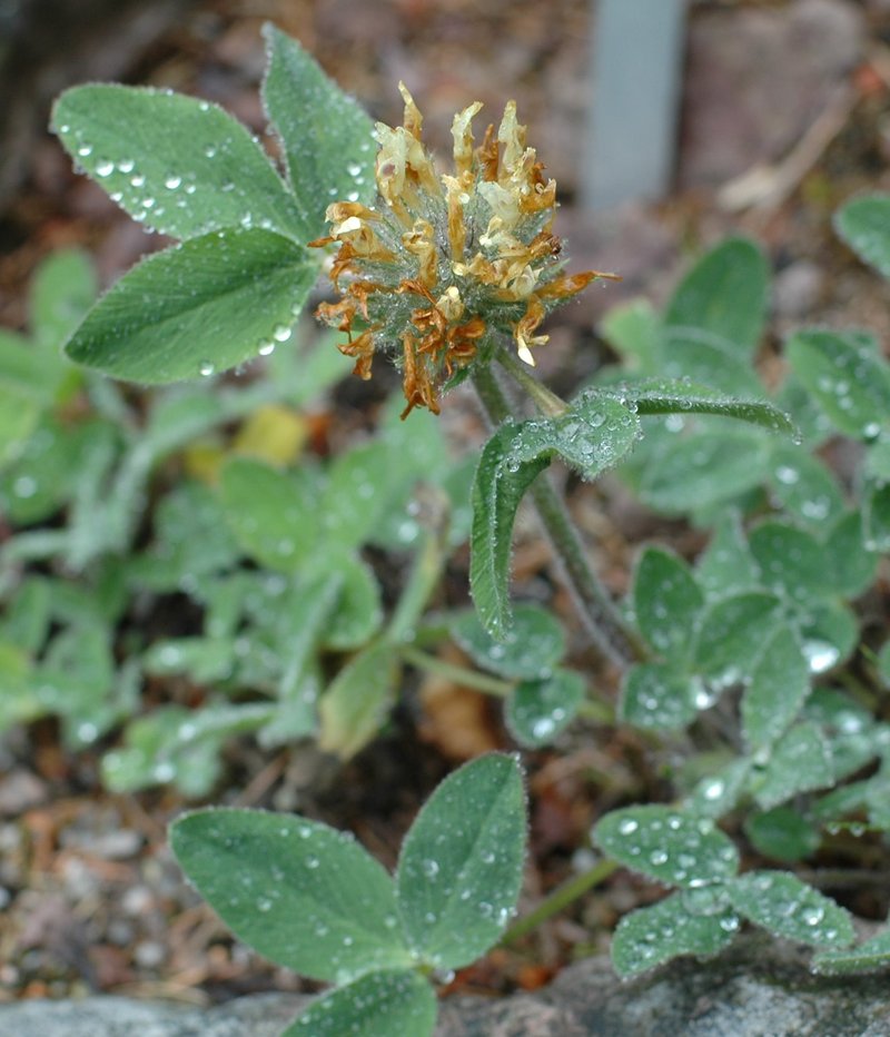 Trifolium trichocephalum