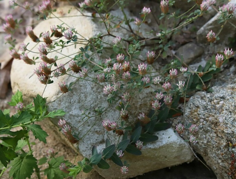 Trifolium trichopterum photo 2