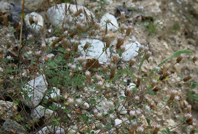 Trifolium trichopterum photo 3